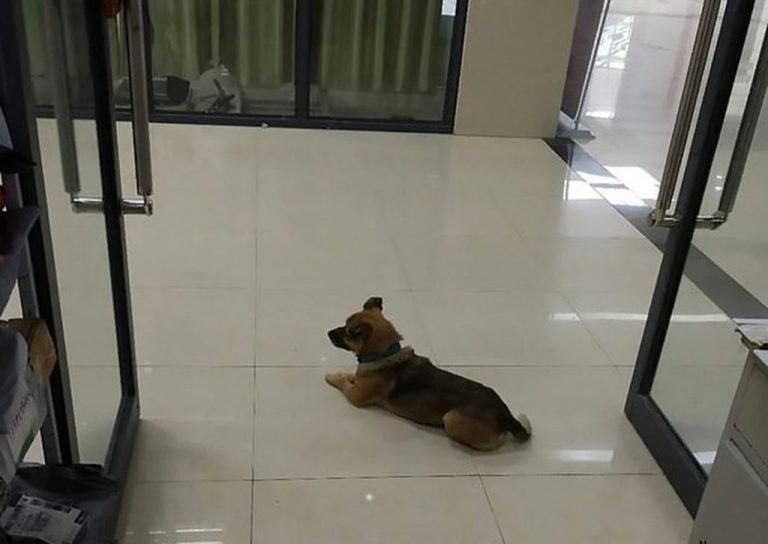 La historia del perro que lleva tres meses en un hospital esperando a su dueño fallecido por COVID-19