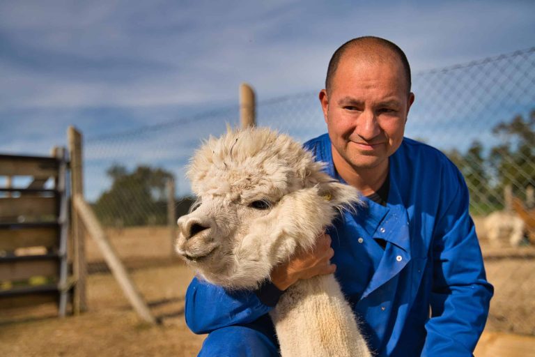 El investagor de la UACh, Alejandro Rojas, nos explicó por qué las alpacas podrían salvarnos del coronavirus