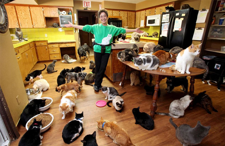 En Reino Unido promueven la compañía de gatos para la soledad en cuarentena