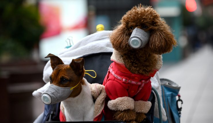 Igual que los dueños: La presidenta del Colmevet nos habló de los cambios de conducta de las mascotas en la pandemia