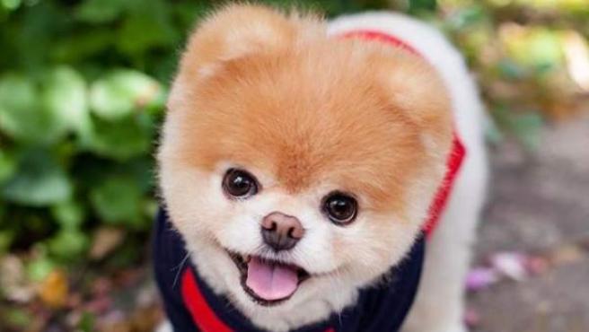 ¡Feliz Día del Perro! Acá algunos de los perros más famosos del mundo