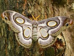 Entomólogo Tomás Curkovic por polillas: 