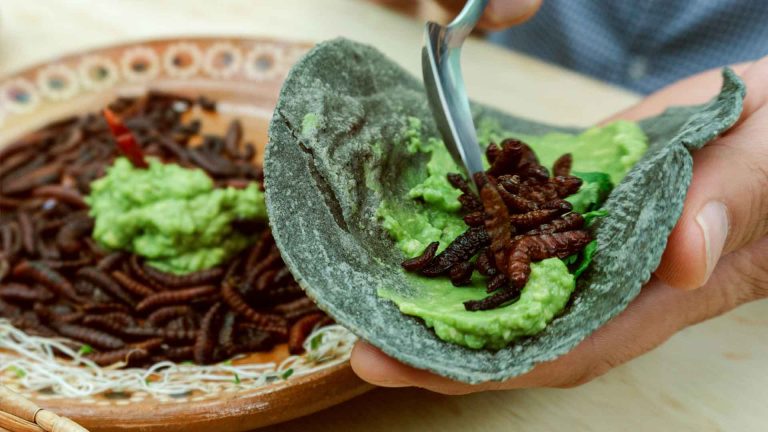 ¿Comerías insectos? En La Hora del Taco discutimos sobre las futuras formas de alimentación