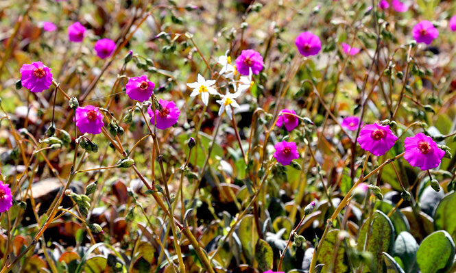 Doctora en Biología Vegetal por desierto florido: 