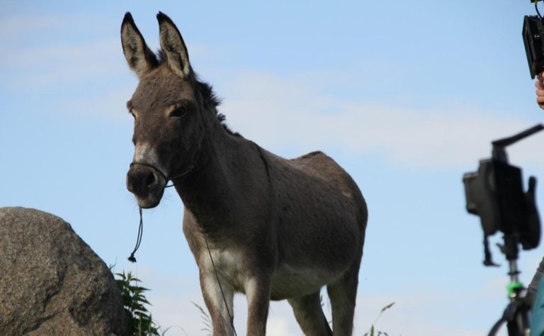 Fernando Zavala invita a ver las nominadas a los Premios Oscar: “EO” y “Tár” son parte de su comentario esta semana