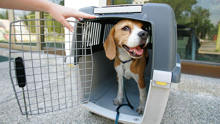 Consejos para cuidar a tus mascotas este fin de semana largo