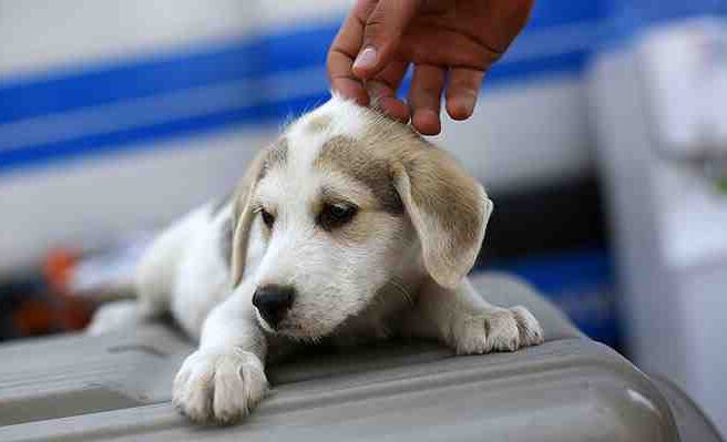¿Cómo saber cuando llevar a tu mascota a terapia? Lo conversamos con Pablo Gómez, etólogo clínico