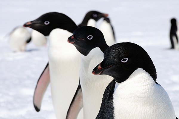 Hoy en Universo Renovable: ¿Qué rol cumplen los zoológicos en la protección del medioambiente?