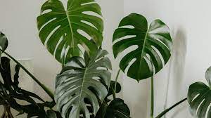 Hoy en Ideas Gratis: Plant Me, el innovador delivery de plantas e insumos de jardín