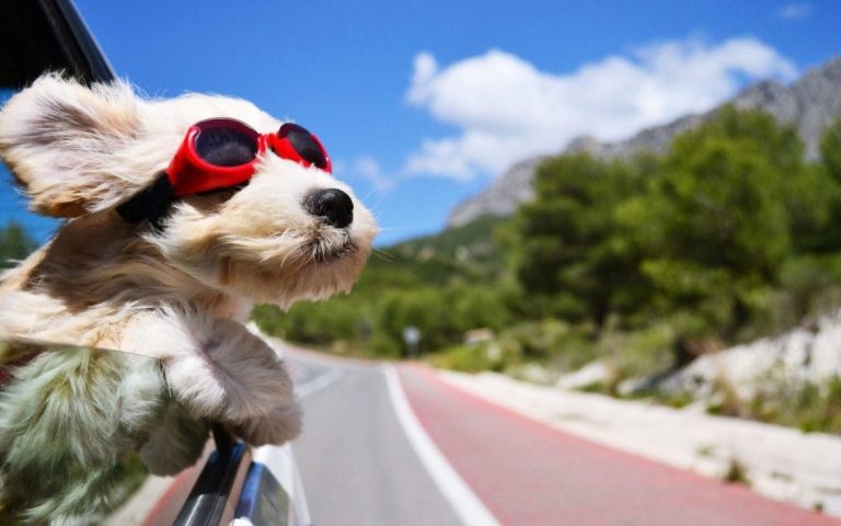 ¿Qué cuidados y precauciones tener al momento de viajar con una mascota?