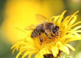 20 de mayo: Día Mundial de las Abejas, Chile y el futuro de la soberanía alimentaria