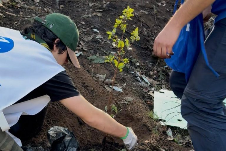 Reforestación del Parque Botánico de Viña del Mar: Mil árboles nativos y endémicos