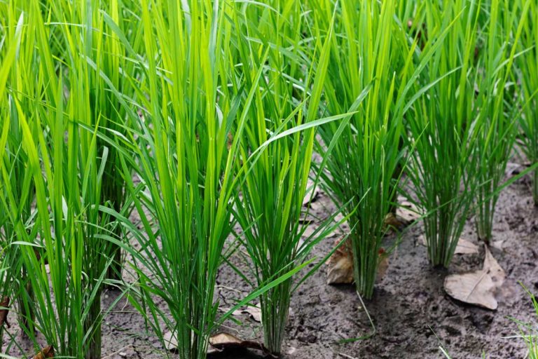 INIA Ururi impulsa el cultivo de arroz resistente a la sequía en Arica y Parinacota