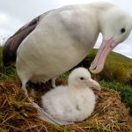 Lanzan plan con 35 iniciativas para proteger las aves marinas de Chile