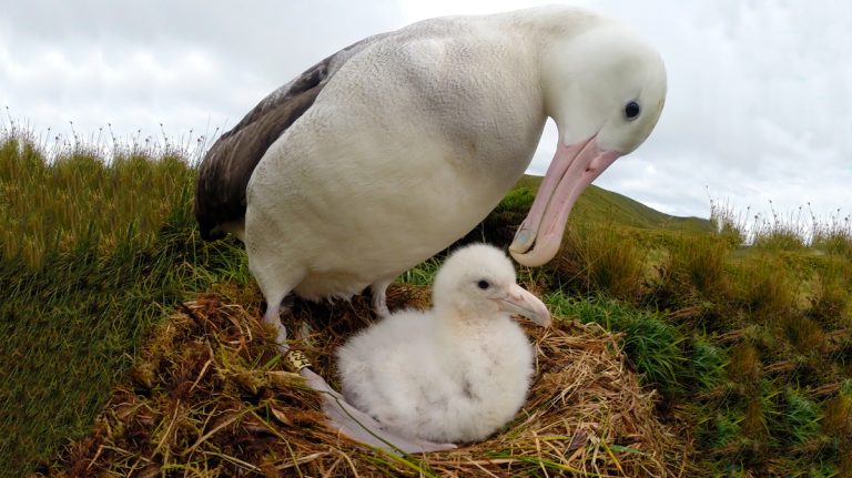 Lanzan plan con 35 iniciativas para proteger las aves marinas de Chile