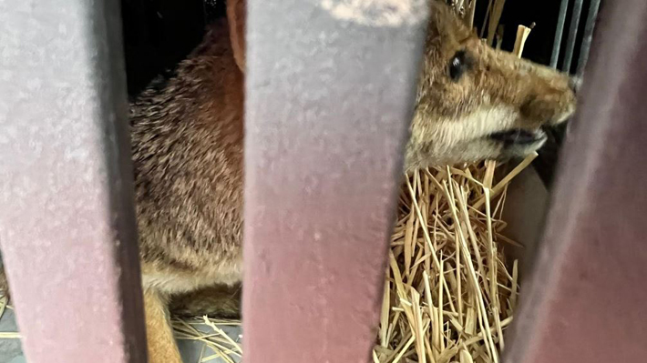 Zorro avistado en Las Condes: Experto no descarta que 