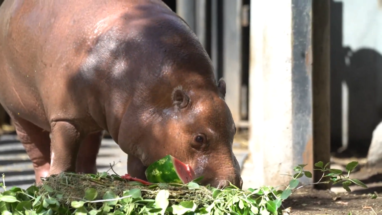 Zoológico Nacional reabre con acceso gratuito tras obras del teleférico