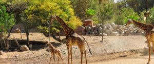 Bioparque Buin Zoo invita a aprovechar el verano con nuevos animales y actividades familiares